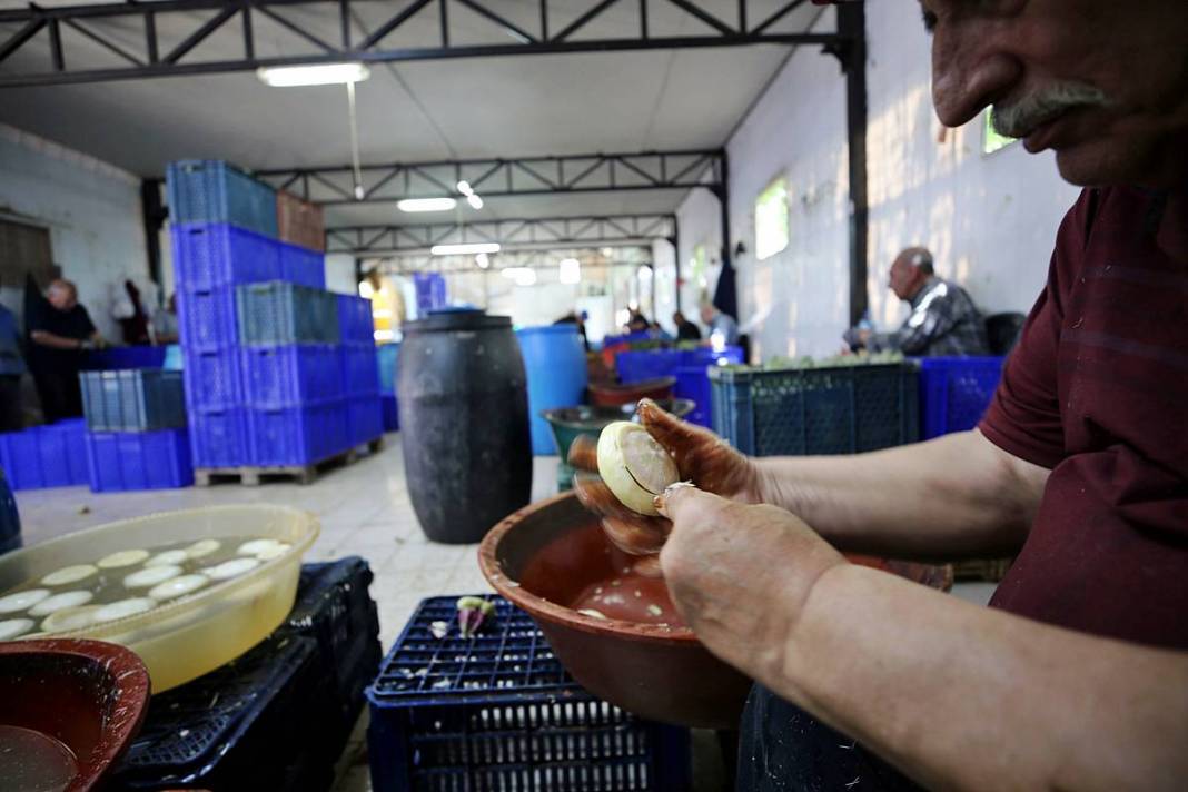 Hızlı soyan 20 erkek topladı: Kişi başı günde 2500 TL kazanıyorlar! 'Çok güçlü bir ekibimiz var, hızlıca soyuyoruz' 13